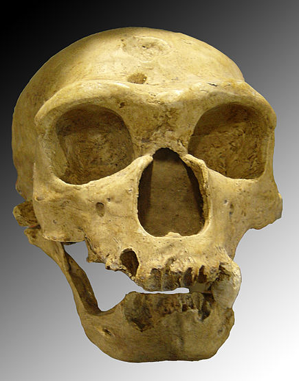 435px-Homo_sapiens_neanderthalensis.jpg
