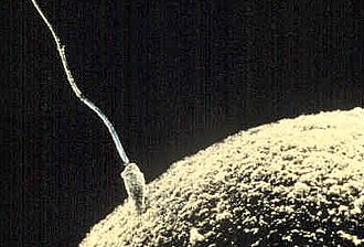 330px-Sperm-egg.jpg